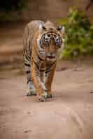 Бесплатное фото Тигр в естественной среде обитания самец тигра, идущий головой по композиции сцена дикой природы с опасным животным жаркое лето в раджастане, индия сухие деревья с красивым индийским тигром panthera tigris