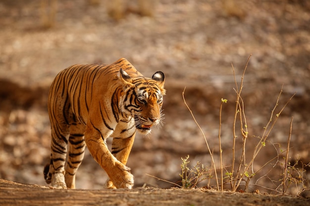 자연 서식지에 있는 호랑이 호랑이 수컷이 컴포지션에 머리를 걷고 있다. 위험한 동물이 있는 야생 동물 장면 인도 라자스탄의 더운 여름 아름다운 인도 호랑이가 있는 마른 나무 표범속 티그리스