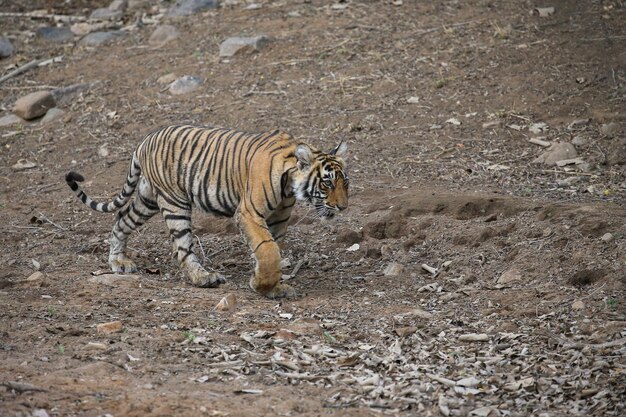 Tiger in its natural habitat