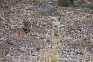 Foto gratuita tigre nel suo habitat naturale