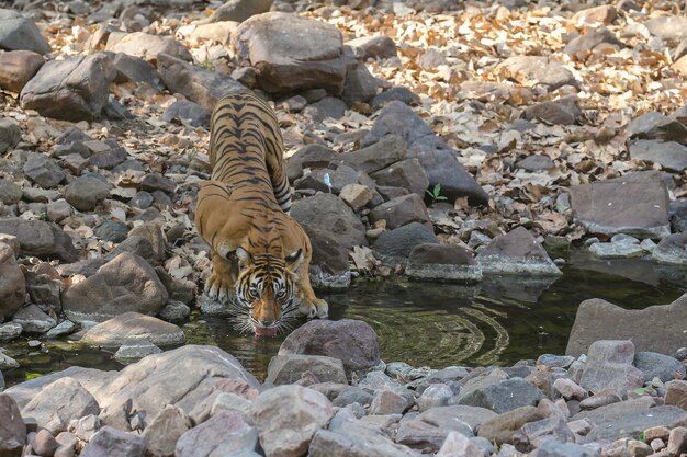 Foto gratuita tigre nel suo habitat naturale