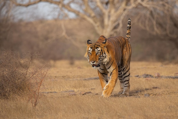 Foto gratuita tigre nel suo habitat naturale