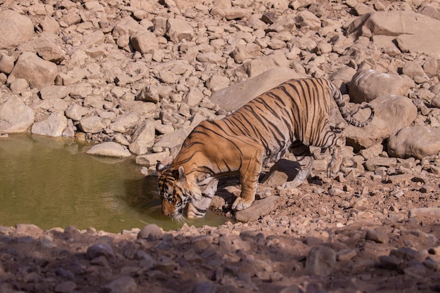 Free photo tiger in its natural habitat