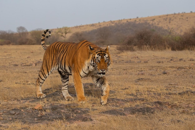 Foto gratuita tigre nel suo habitat naturale