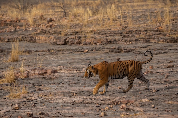 Foto gratuita tigre nel suo habitat naturale