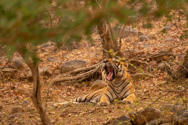 Tiger in its natural habitat