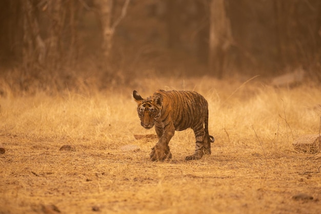 Foto gratuita tigre nel suo habitat naturale