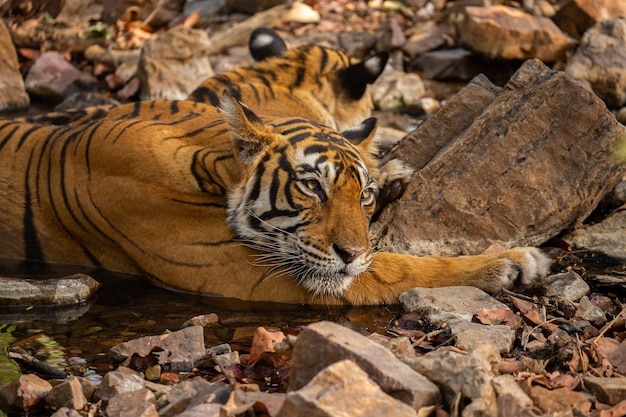 Tiger in its natural habitat