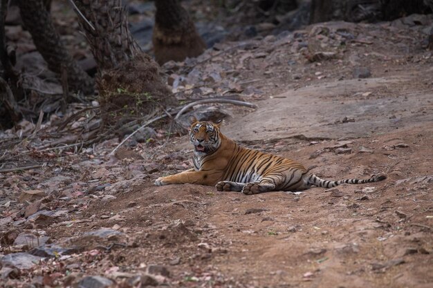 Tiger in its natural habitat