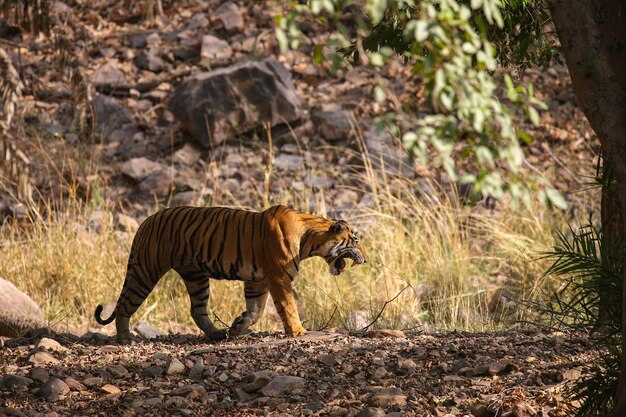 Tiger in its natural habitat