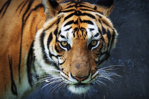 Tiger looking straight ahead