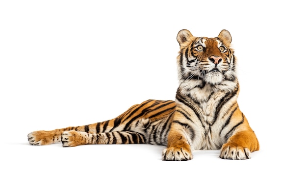 Tiger lying down, looking away, big cat, isolated on white