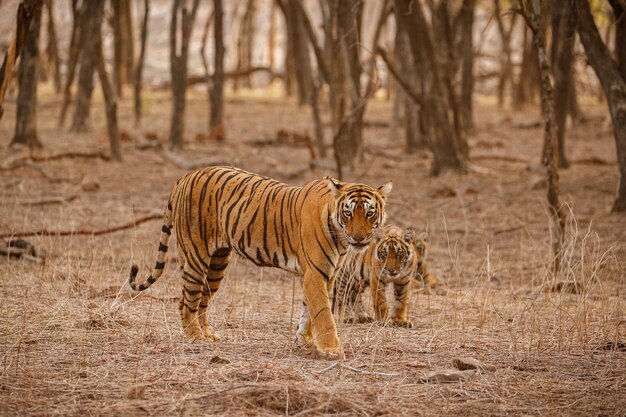 自然の生息地にいるトラタイガー男性が構図に頭を歩く危険な動物がいる野生動物のシーンインドのラジャスタン州の暑い夏美しいインドのトラと乾いた木パンテーラチグリス