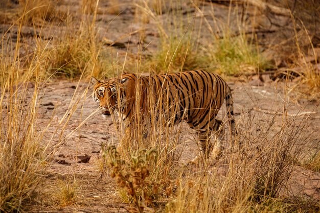 Tiger in the nature habitat Tiger male walking head on composition Wildlife scene with danger animal Hot summer in Rajasthan India Dry trees with beautiful indian tiger Panthera tigris