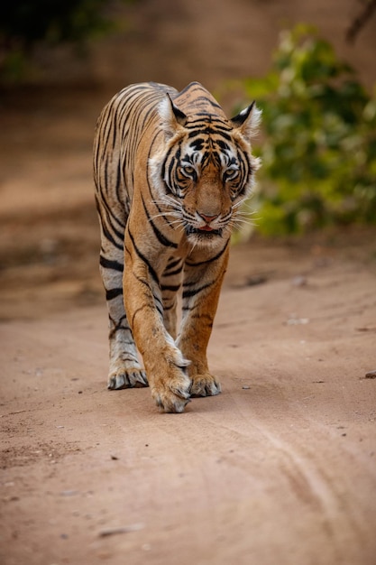 Tiger in the nature habitat Tiger male walking head on composition Wildlife scene with danger animal Hot summer in Rajasthan India Dry trees with beautiful indian tiger Panthera tigris