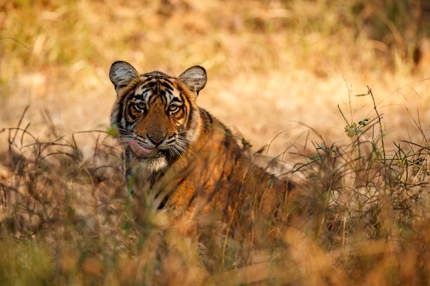 Tiger in the nature habitat Tiger male walking head on composition Wildlife scene with danger animal Hot summer in Rajasthan India Dry trees with beautiful indian tiger Panthera tigris