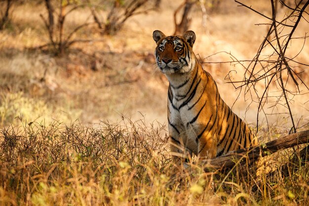 Tiger in the nature habitat Tiger male walking head on composition Wildlife scene with danger animal Hot summer in Rajasthan India Dry trees with beautiful indian tiger Panthera tigris