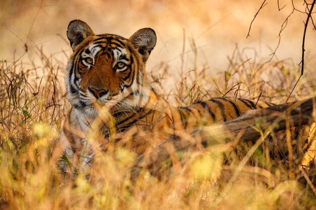 Tiger in the nature habitat Tiger male walking head on composition Wildlife scene with danger animal Hot summer in Rajasthan India Dry trees with beautiful indian tiger Panthera tigris