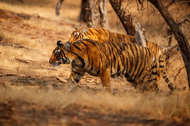 자연 서식지에 있는 호랑이 호랑이 수컷이 컴포지션에 머리를 걷고 있다. 위험한 동물이 있는 야생 동물 장면 인도 라자스탄의 더운 여름 아름다운 인도 호랑이가 있는 마른 나무 표범속 티그리스