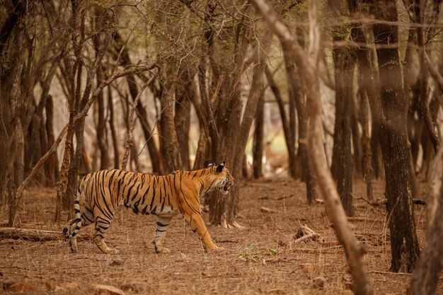 Tiger in the nature habitat Tiger male walking head on composition Wildlife scene with danger animal Hot summer in Rajasthan India Dry trees with beautiful indian tiger Panthera tigris