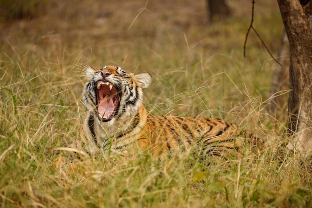 自然の生息地にいるトラタイガー男性が構図に頭を歩く危険な動物がいる野生動物のシーンインドのラジャスタン州の暑い夏美しいインドのトラと乾いた木パンテーラチグリス