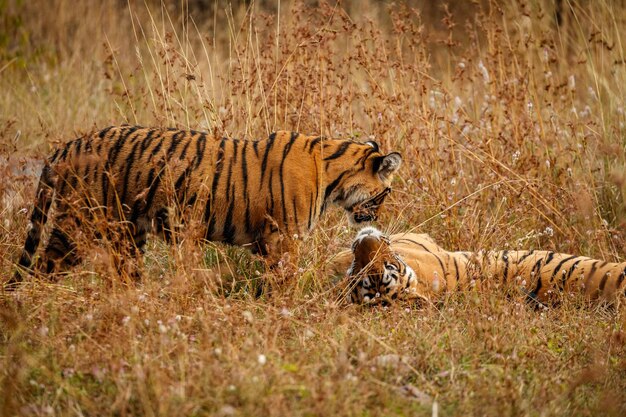Тигр в естественной среде обитания Самец тигра, идущий головой по композиции Сцена дикой природы с опасным животным Жаркое лето в Раджастане, Индия Сухие деревья с красивым индийским тигром Panthera tigris