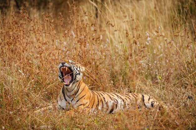 Tiger in the nature habitat Tiger male walking head on composition Wildlife scene with danger animal Hot summer in Rajasthan India Dry trees with beautiful indian tiger Panthera tigris