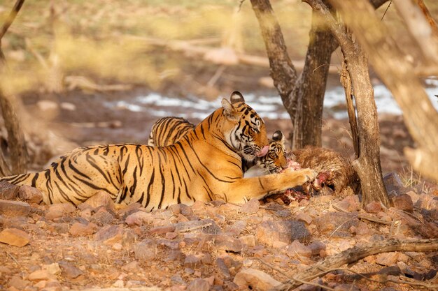 Tiger in the nature habitat Tiger male walking head on composition Wildlife scene with danger animal Hot summer in Rajasthan India Dry trees with beautiful indian tiger Panthera tigris