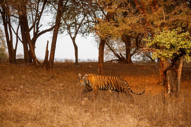 Tiger in the nature habitat Tiger male walking head on composition Wildlife scene with danger animal Hot summer in Rajasthan India Dry trees with beautiful indian tiger Panthera tigris