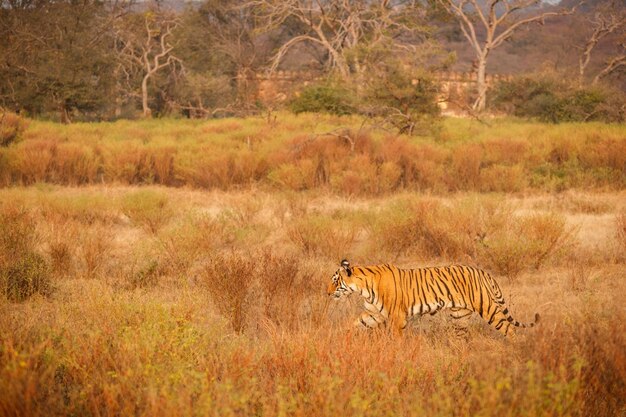 自然の生息地にいるトラタイガー男性が構図に頭を歩く危険な動物がいる野生動物のシーンインドのラジャスタン州の暑い夏美しいインドのトラと乾いた木パンテーラチグリス