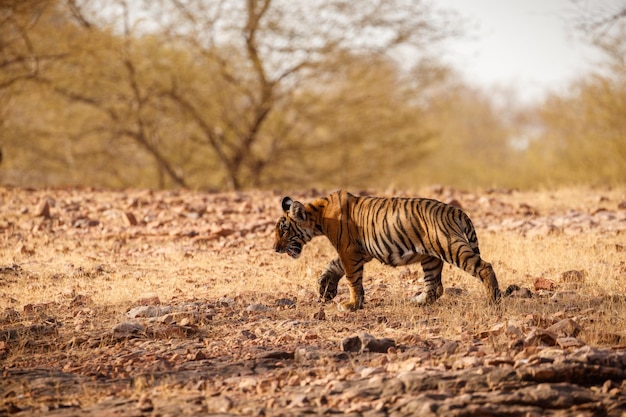 Tiger in the nature habitat Tiger male walking head on composition Wildlife scene with danger animal Hot summer in Rajasthan India Dry trees with beautiful indian tiger Panthera tigris