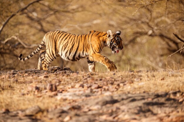 Tiger in the nature habitat Tiger male walking head on composition Wildlife scene with danger animal Hot summer in Rajasthan India Dry trees with beautiful indian tiger Panthera tigris