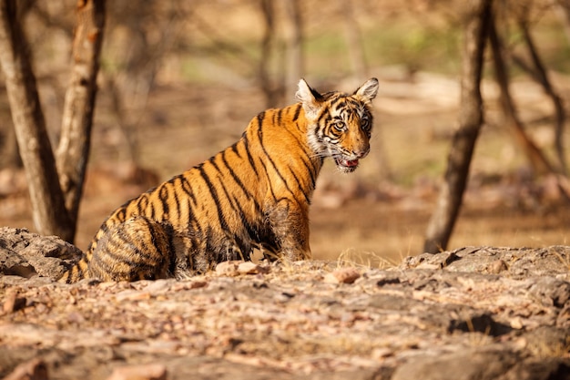 Tiger in the nature habitat Tiger male walking head on composition Wildlife scene with danger animal Hot summer in Rajasthan India Dry trees with beautiful indian tiger Panthera tigris