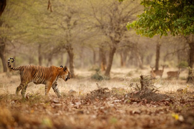 Tiger in the nature habitat Tiger male walking head on composition Wildlife scene with danger animal Hot summer in Rajasthan India Dry trees with beautiful indian tiger Panthera tigris
