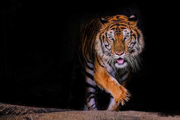 Tiger portrait of a bengal tiger in thailand on black