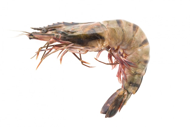 Tiger prawn shrimp