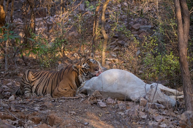 Foto gratuita la tigre e la preda nel suo habitat naturale