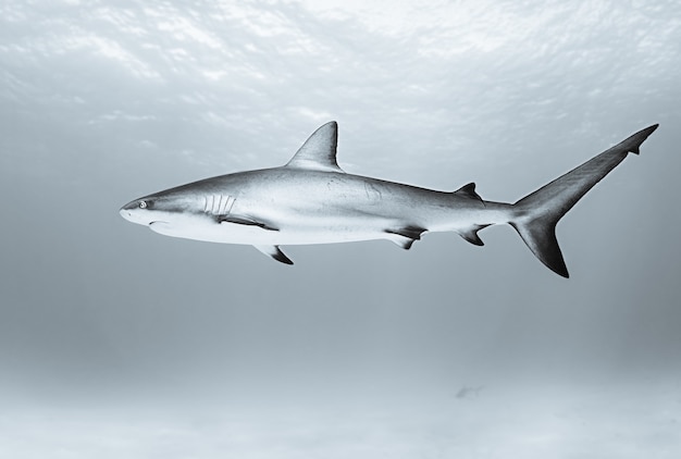 Foto gratuita squalo tigre che nuota nell'oceano durante il giorno