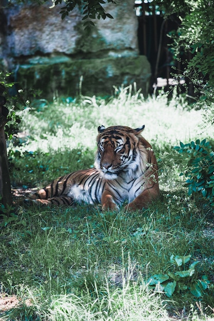 Foto gratuita tigre che dorme sull'erba in uno zoo