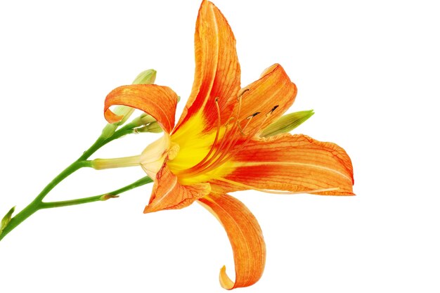 緑の葉の背景のクローズアップ画像の美しいユリの花夏の庭の花の庭の花のピンクの虎ユリ咲くピンクの虎ユリ春夏の壁紙の背景 プレミアム写真