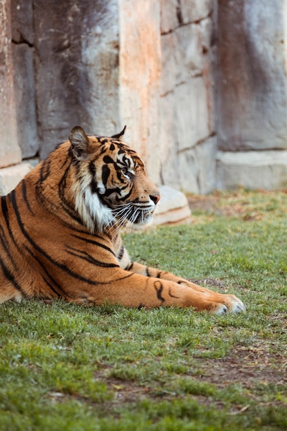 tiger