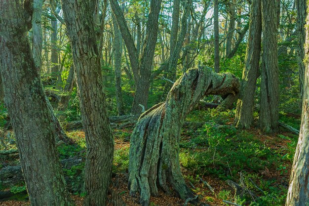 Tilted tree in the forest during daytime