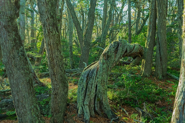 낮 동안 숲에서 기울어 진 된 나무