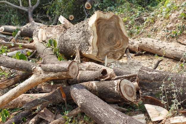 Распиловка древесины