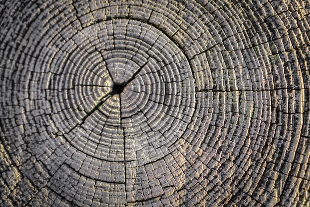 Деревянная панель пустой фон шероховатый