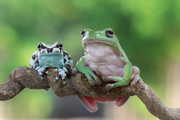 Tiny amazon milk frog and dumpy frog on branch