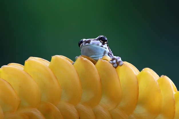 노란 꽃 봉오리에 작은 아마존 우유 개구리