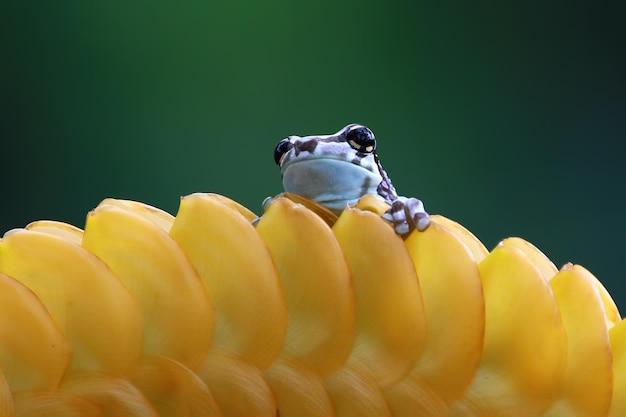 Free photo tiny amazon milk frog on yellow bud