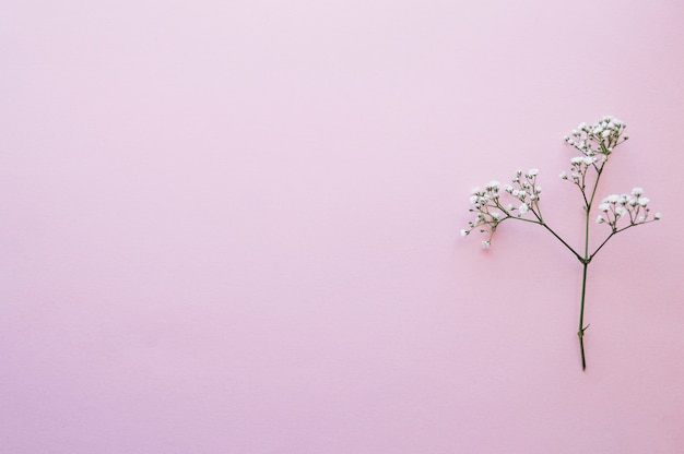 Tiny blooming twig on pink