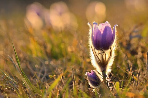 "Tiny flower in morning light"